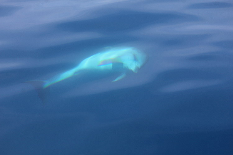 Delfini